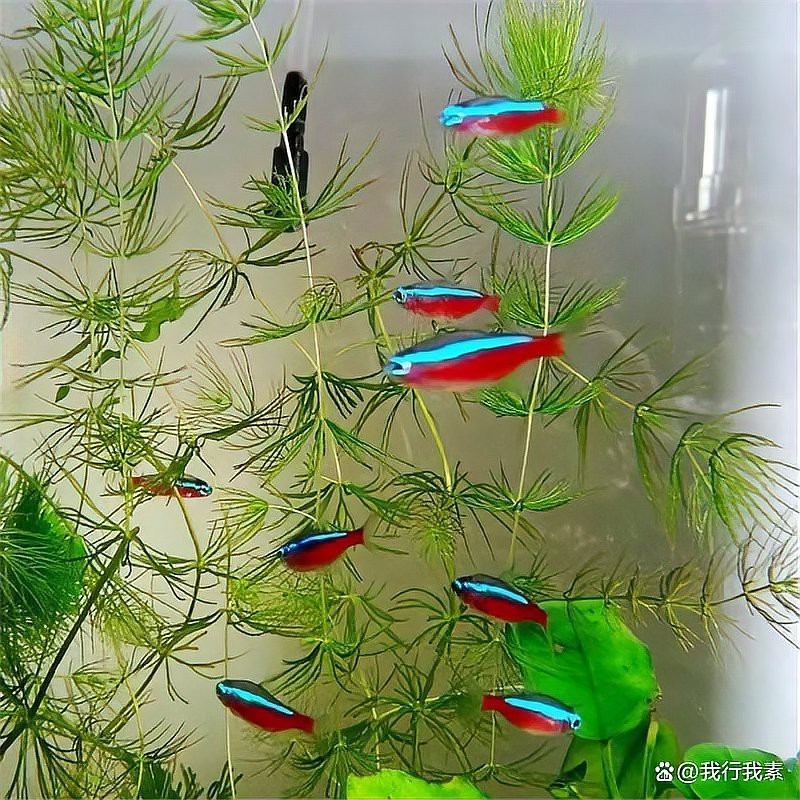 上中下層魚混養(yǎng)怎么養(yǎng)，上中下層魚混養(yǎng)方法