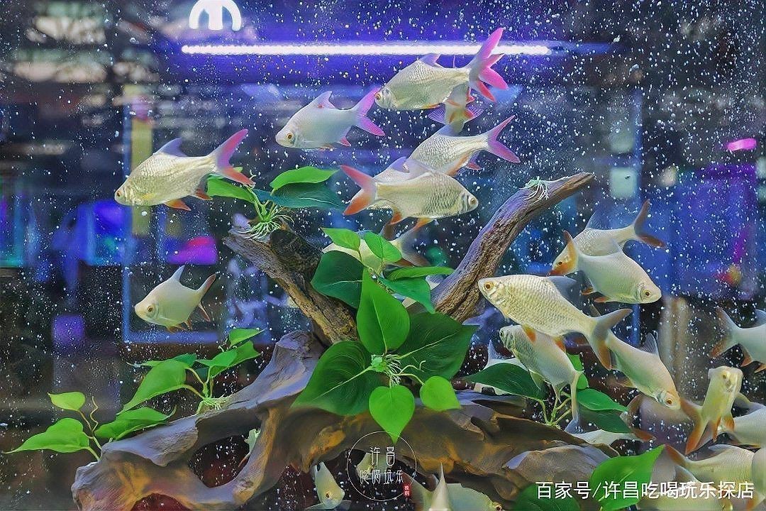 許昌魚缸店，許昌市名亨水族用品有限公司成立于2013年成立于2013年
