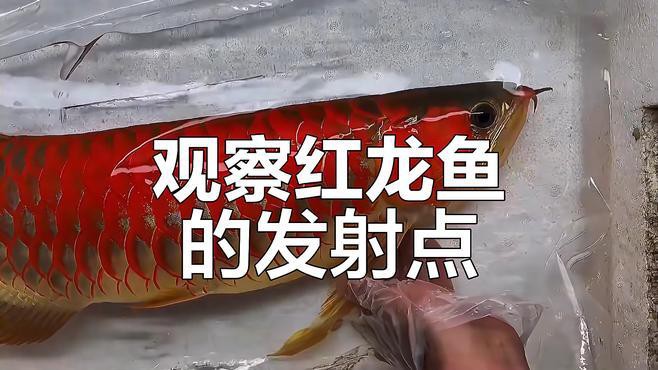 如何判斷紅龍苗是否發色？，判斷紅龍苗是否發色需綜合觀察多個特征初期可關注其嘴唇顏色