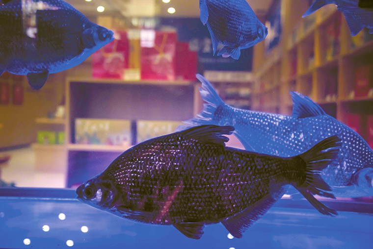 十堰龍魚店，十堰百年老店【黃龍魚頭】沉浸式場景矩陣