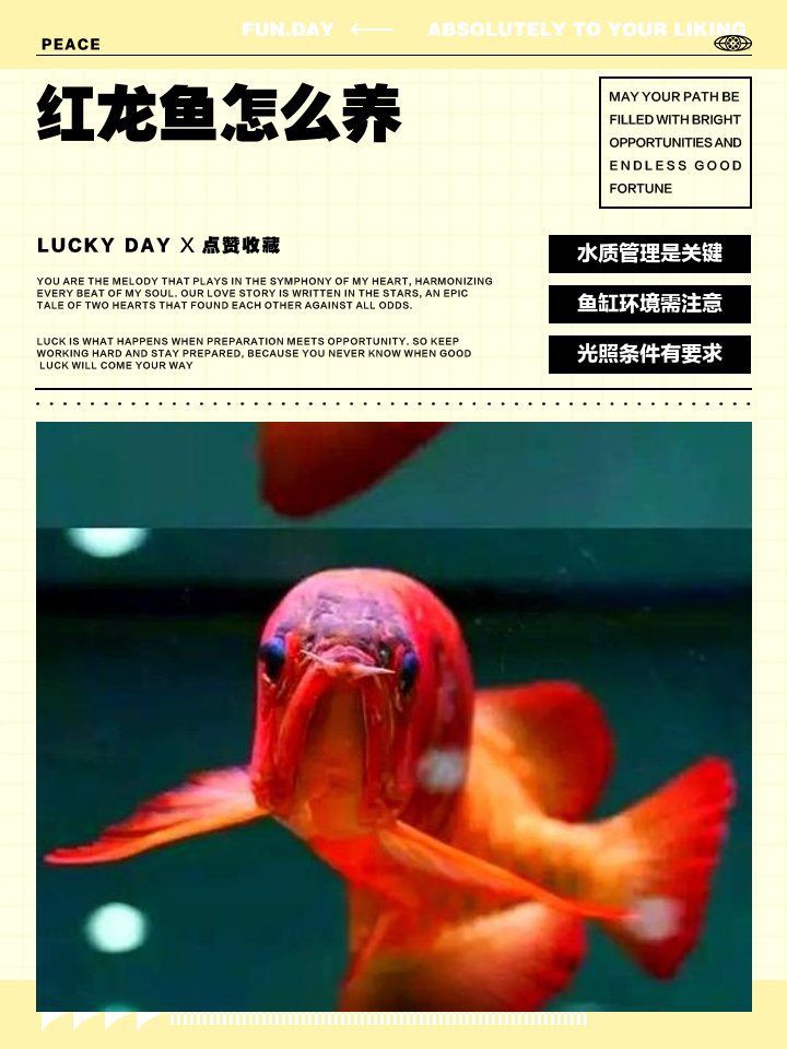 紅龍發(fā)色后的生活環(huán)境要求，養(yǎng)魚說，這些養(yǎng)好紅龍的基本條件,你知道嗎