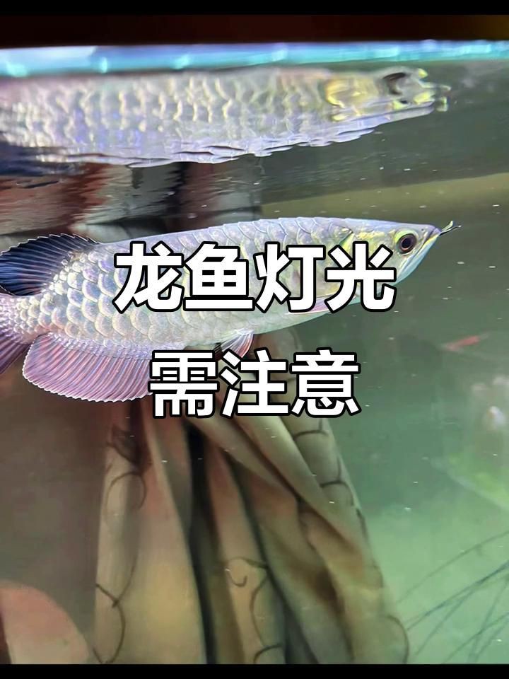 養(yǎng)紅龍魚晚上關(guān)不關(guān)燈，養(yǎng)紅龍魚晚上關(guān)燈對龍魚有害嗎如何正確飼養(yǎng)金龍紅龍