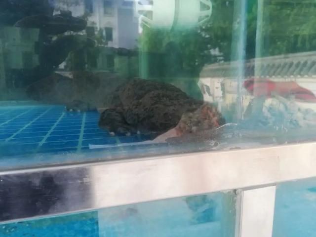 淮北魚缸批發市場，淮北市魚缸批發市場