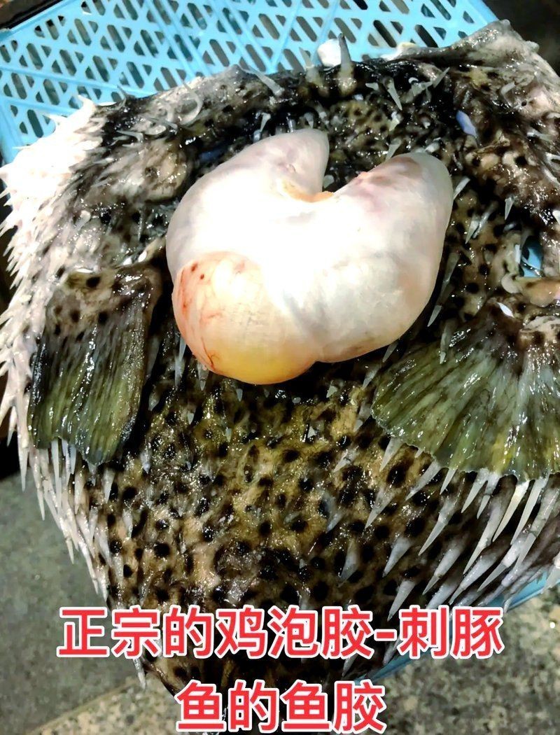 類似河豚的魚，《類似河豚的魚》