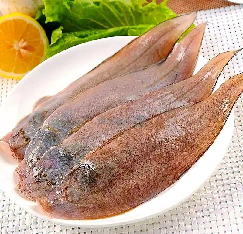 類似河豚的魚，《類似河豚的魚》
