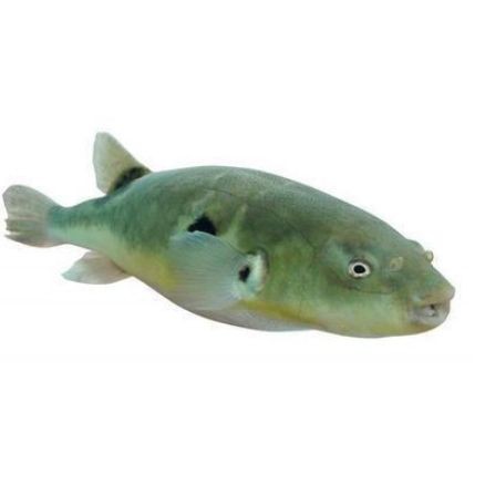 類似河豚的魚，《類似河豚的魚》
