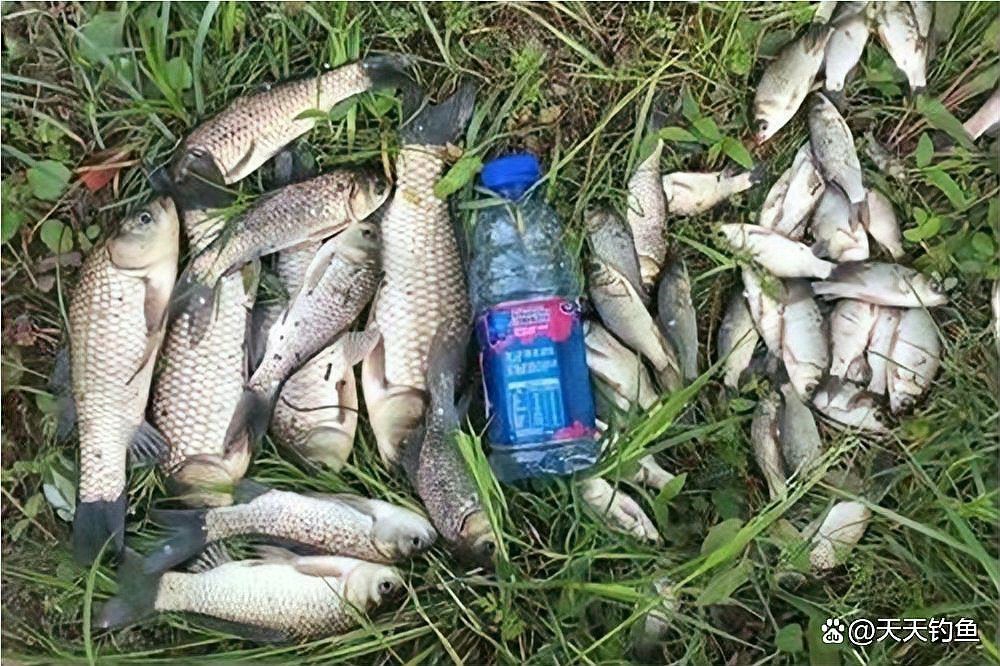 有哪些食物可以刺激龍魚食欲？，刺激龍魚食欲的食物及注意事項:掌握這些細節讓你的龍魚健康成長