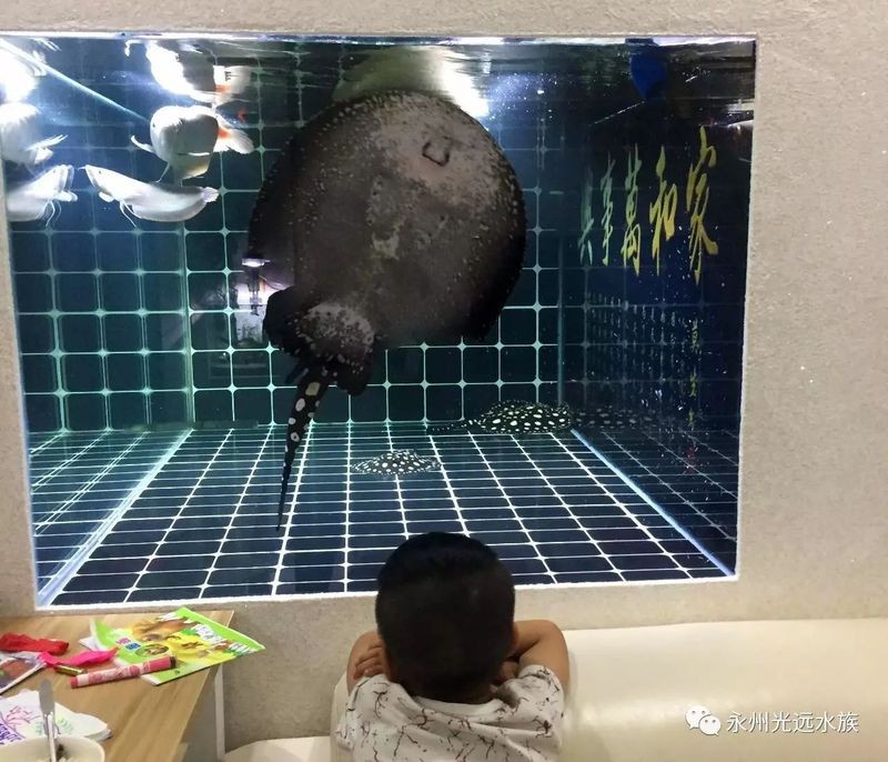 永州水族店，永州哪家水族店口碑最好