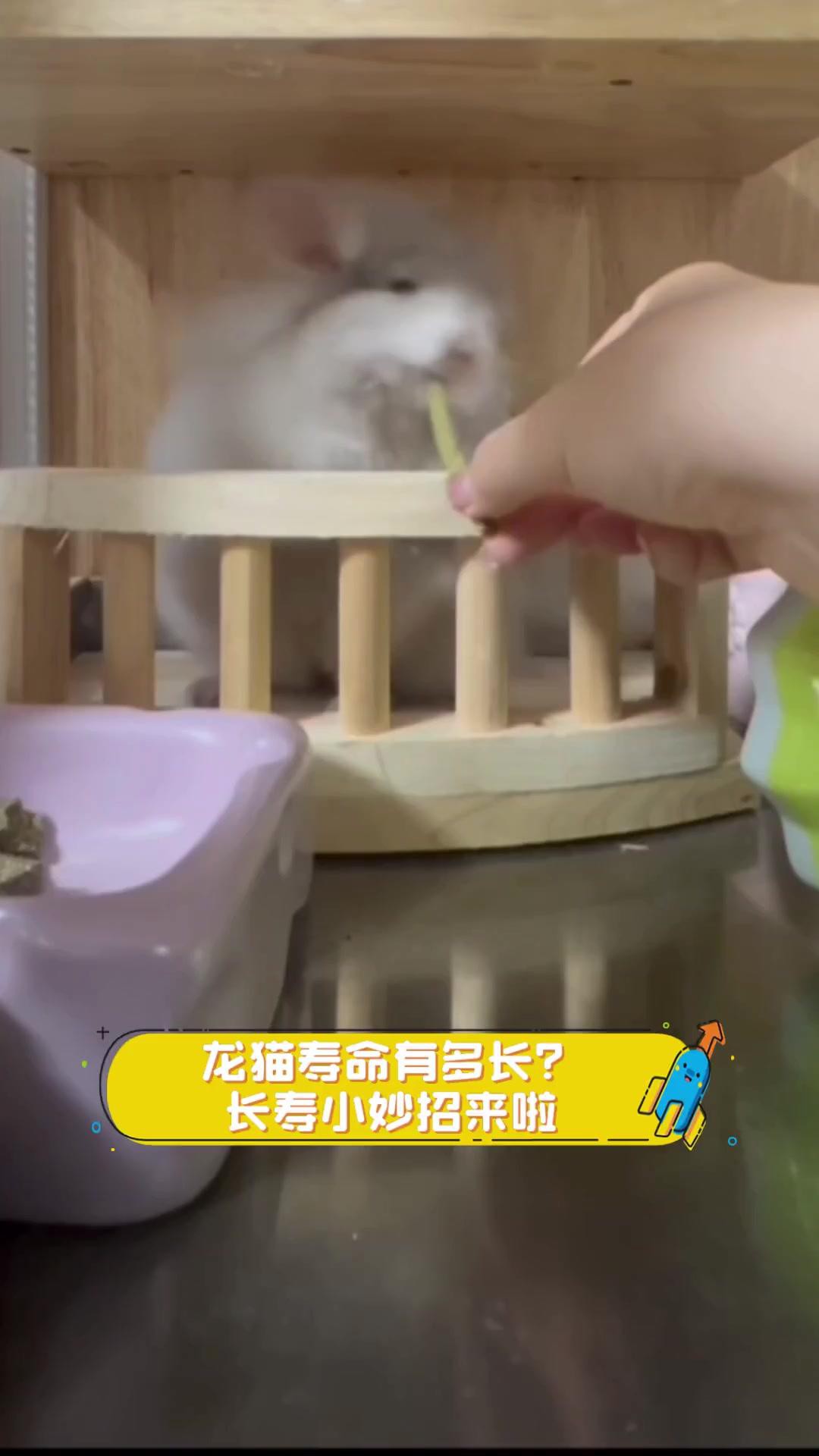 如何延長龍貓和貓的壽命？，萌寵解說show龍貓壽命有多長長壽小妙招