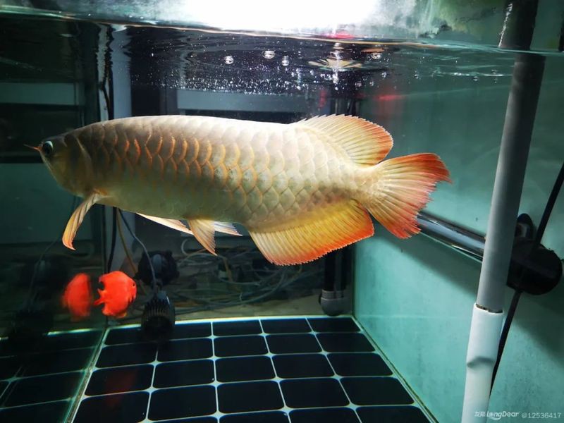 如何判斷龍魚咬尾是否感染？，龍魚咬尾是否感染這一問題詳細(xì)闡述了觀察龍魚行為變化的關(guān)鍵要點(diǎn)