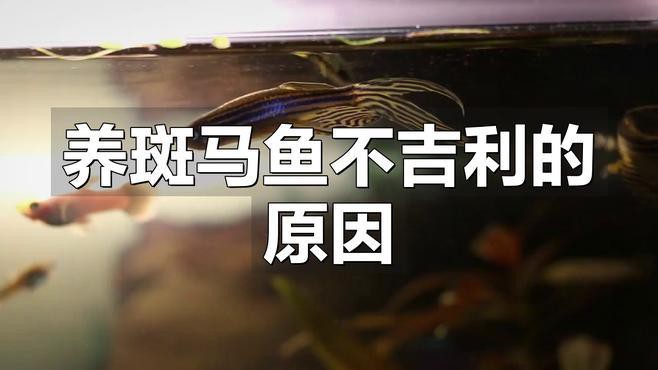 為什么不建議養斑馬魚，不建議飼養斑馬魚主要有以下原因其繁殖能力極強