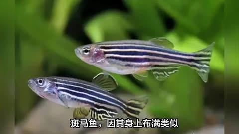 為什么不建議養(yǎng)斑馬魚，不建議飼養(yǎng)斑馬魚主要有以下原因其繁殖能力極強(qiáng)
