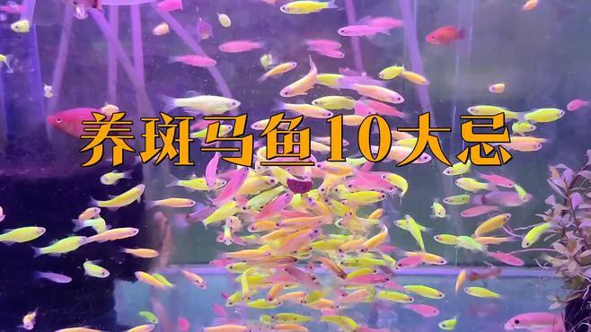 為什么不建議養(yǎng)斑馬魚，不建議飼養(yǎng)斑馬魚主要有以下原因其繁殖能力極強(qiáng)