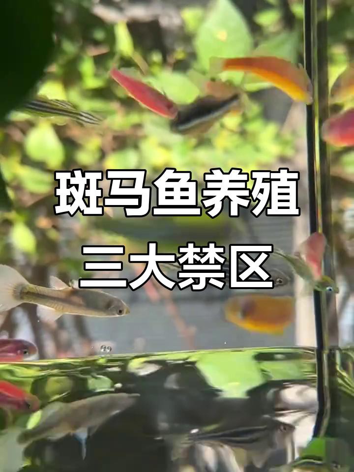 為什么不建議養斑馬魚，不建議飼養斑馬魚主要有以下原因其繁殖能力極強