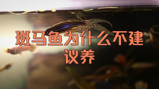 為什么不建議養(yǎng)斑馬魚，不建議飼養(yǎng)斑馬魚主要有以下原因其繁殖能力極強(qiáng)