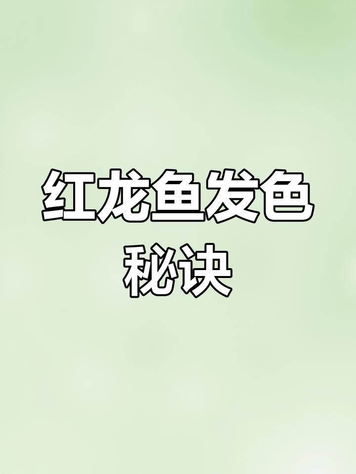 如何促進紅龍魚發色？，如何讓紅龍魚發色更艷麗