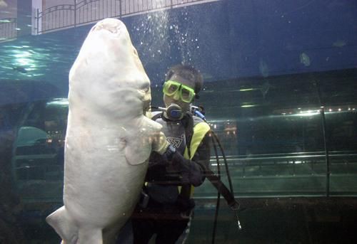 秦皇島水族館，探秘蔚藍王國———秦皇島海洋館