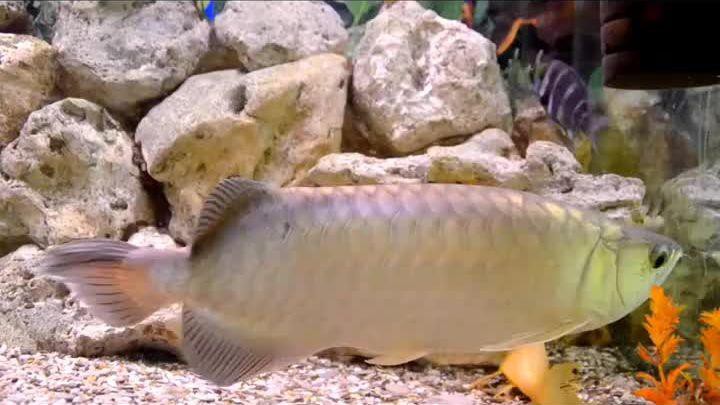 如何判斷銀龍魚蒙眼病的嚴重程度？，銀龍魚蒙眼病嚴重程度判斷方法