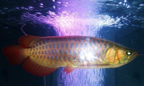 四角龍魚(yú)多久喂一次，四角龍魚(yú)的喂食頻率需根據(jù)其生長(zhǎng)階段調(diào)整，龍魚(yú)喂養(yǎng)的方法是什么 四角龍魚(yú)多久喂一次，四角龍魚(yú)的喂食頻率需根據(jù)其生長(zhǎng)階段調(diào)整，龍魚(yú)喂養(yǎng)的方法是什么 龍魚(yú)百科 第5張
