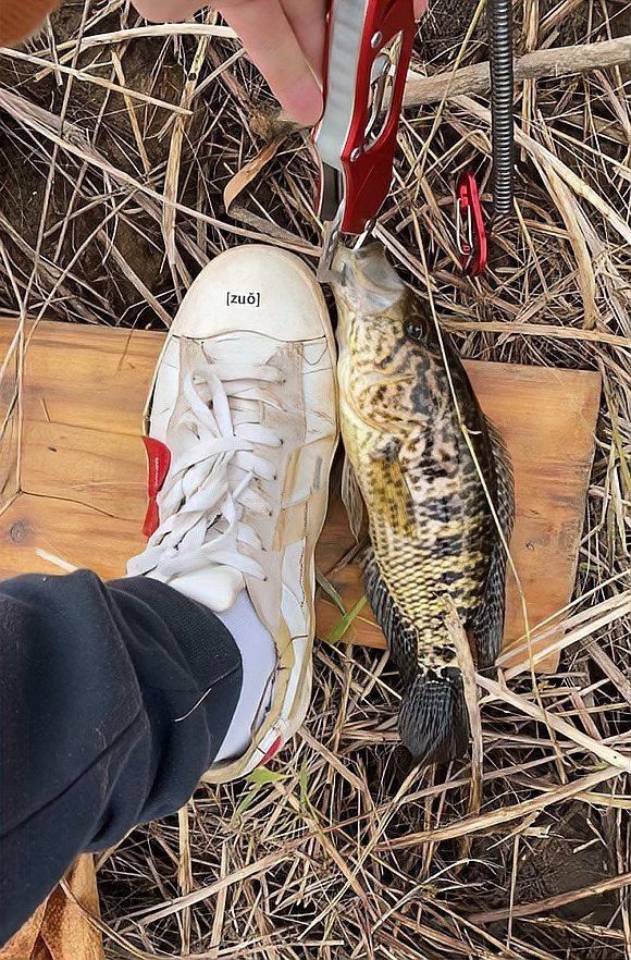 福建老虎魚圖片及價格，福建某河道出現\