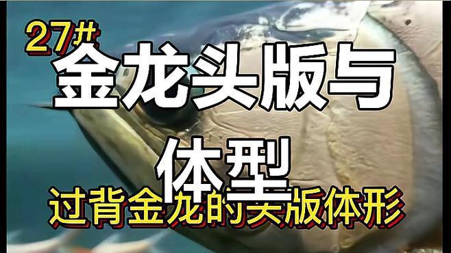 如何區(qū)分金龍魚古典過背與紅龍魚？，如何區(qū)分金龍魚古典過背與紅龍魚