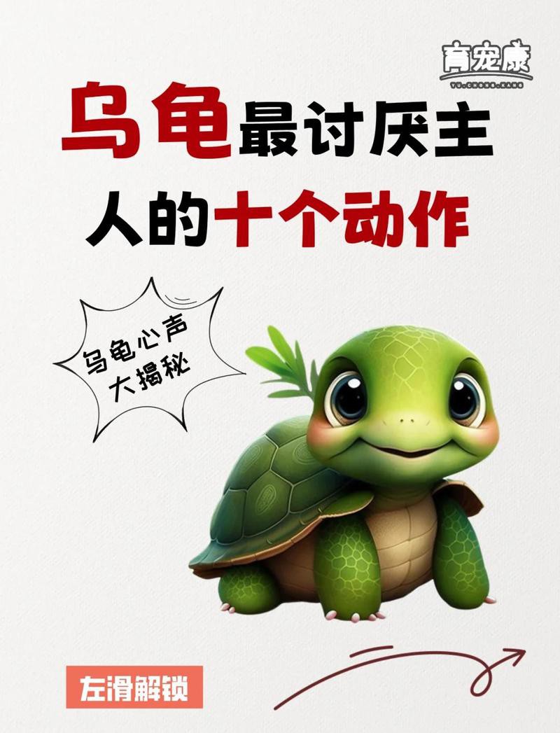 烏龜知道主人對他好嗎，《烏龜能否知道主人對他好嗎》烏龜能否知曉主人對其的好