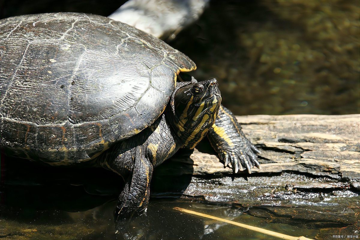 烏龜知道主人對他好嗎，《烏龜能否知道主人對他好嗎》烏龜能否知曉主人對其的好