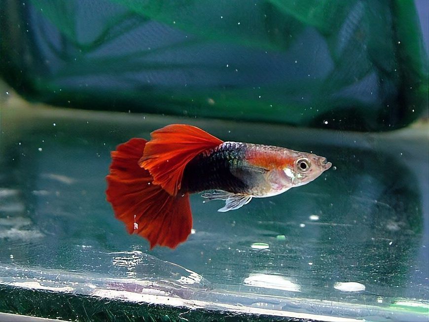 一條龍魚(yú)能活多久？，觀賞魚(yú)能活多久呢,什么魚(yú)比人的壽命都長(zhǎng)您知道嗎