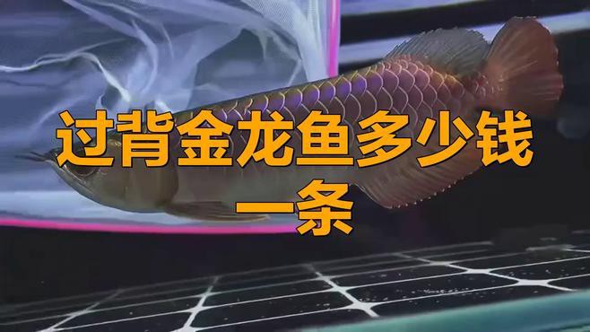 20cm過背金龍魚的價格是多少？，20cm過背金龍魚多少錢一條