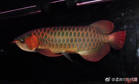 如何辨別紅龍魚F3和F4？，如何區分紅龍魚f3與f4