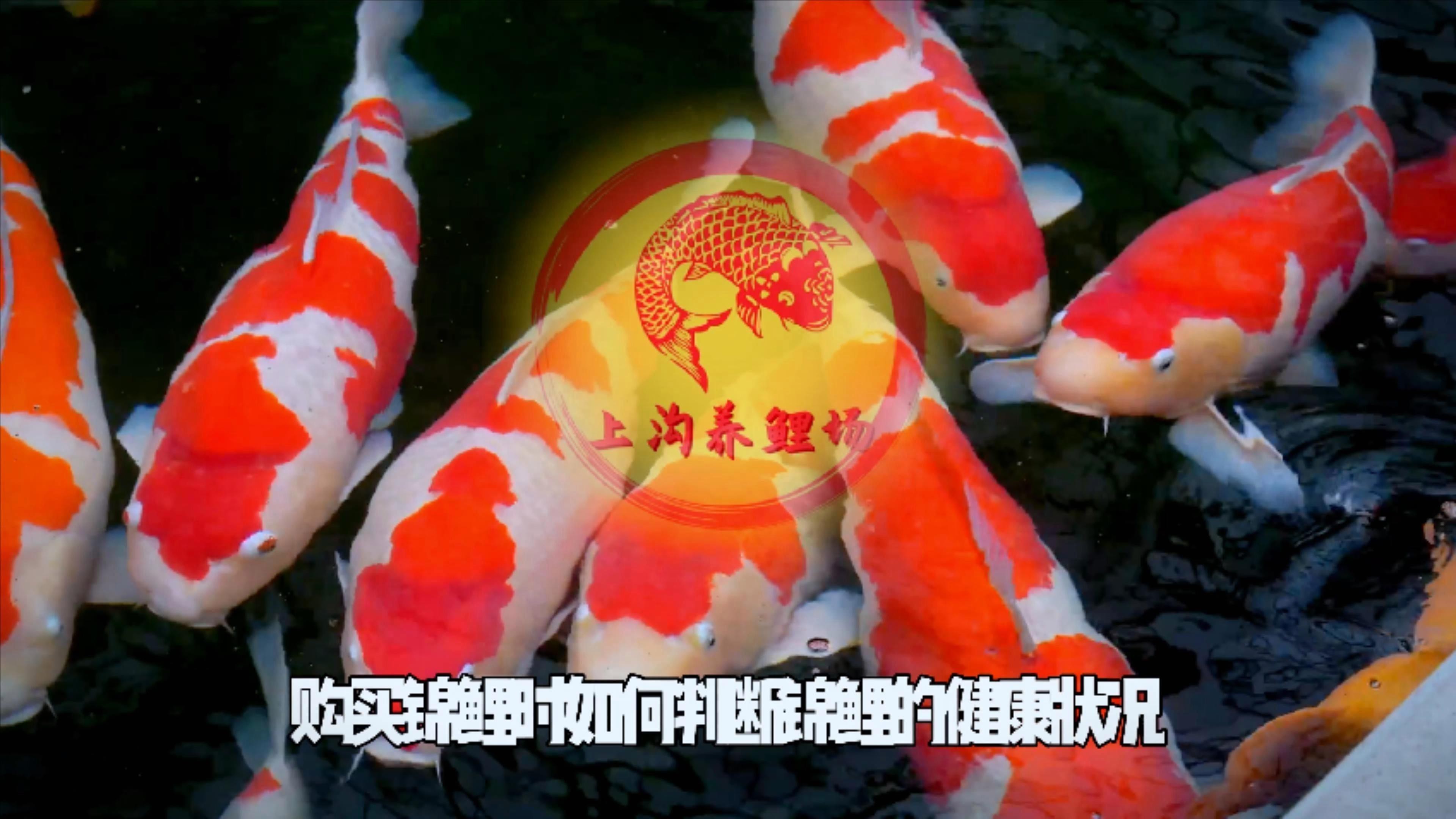 如何判斷龍鳳錦鯉是否健康？，如何通過外觀判斷錦鯉健康與否