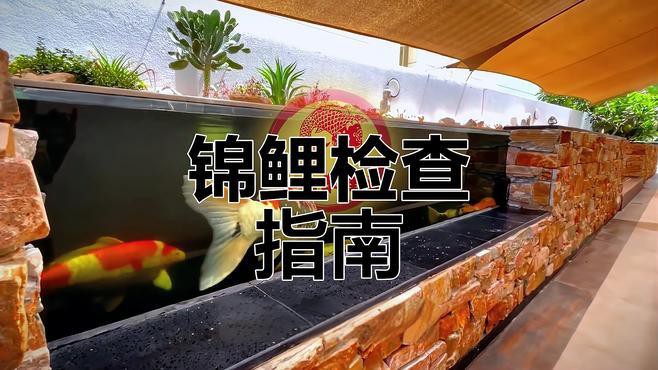 如何判斷龍鳳錦鯉是否健康？，如何通過外觀判斷錦鯉健康與否