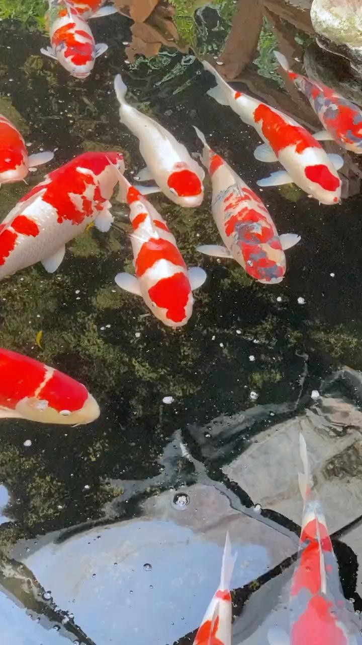 如何判斷龍鳳錦鯉是否健康？，如何通過外觀判斷錦鯉健康與否