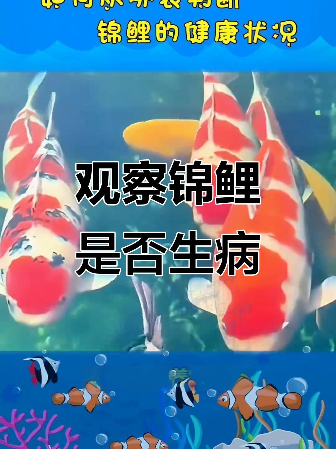 如何判斷龍鳳錦鯉是否健康？，如何通過外觀判斷錦鯉健康與否