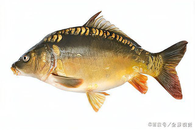 框鏡魚為什么便宜，安徽亳州蒙城縣鯉魚6.00元/斤裸鯉框鏡_一畝田