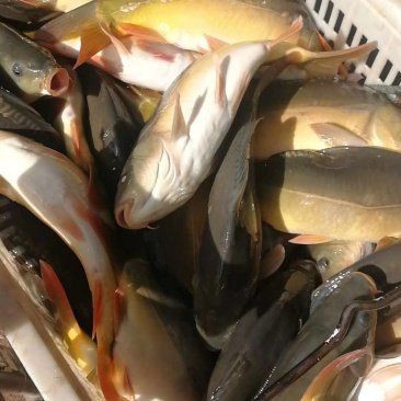 框鏡魚為什么便宜，安徽亳州蒙城縣鯉魚6.00元/斤裸鯉框鏡_一畝田
