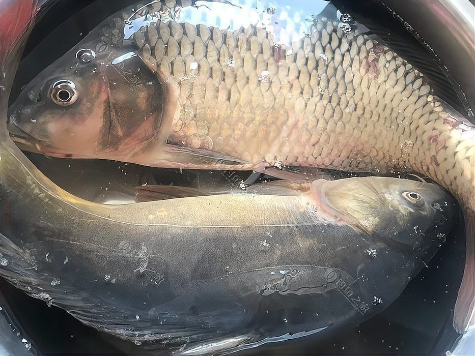 框鏡魚為什么便宜，安徽亳州蒙城縣鯉魚6.00元/斤裸鯉框鏡_一畝田