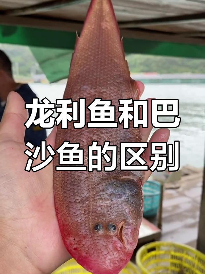 如何區分巴沙魚和龍利魚？，如何區分龍利魚與巴沙魚