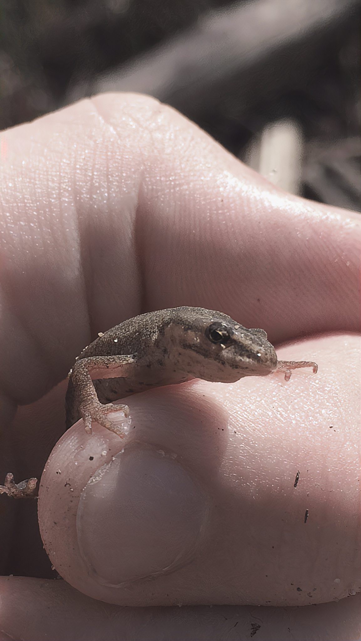 如何合法飼養紅龍魚？，中國允許養蠑螈嗎法律風險與飼養紅線全解析u割包的資訊