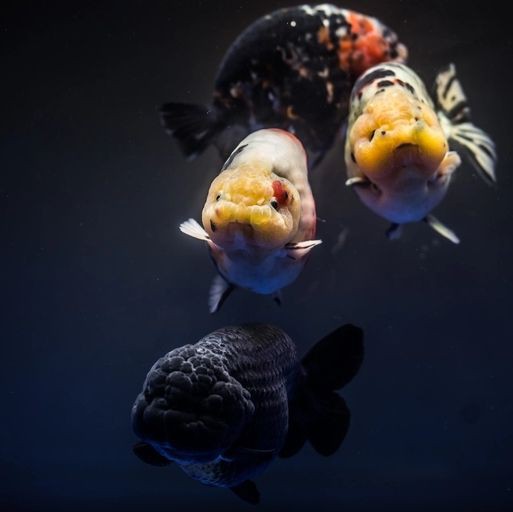 魚白眼病最簡單治療，魚蒙眼了別急,這些妙招讓你快速解決!