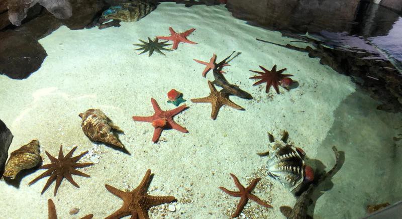 寧德水族店，寧德水族店分布廣泛且各具特色