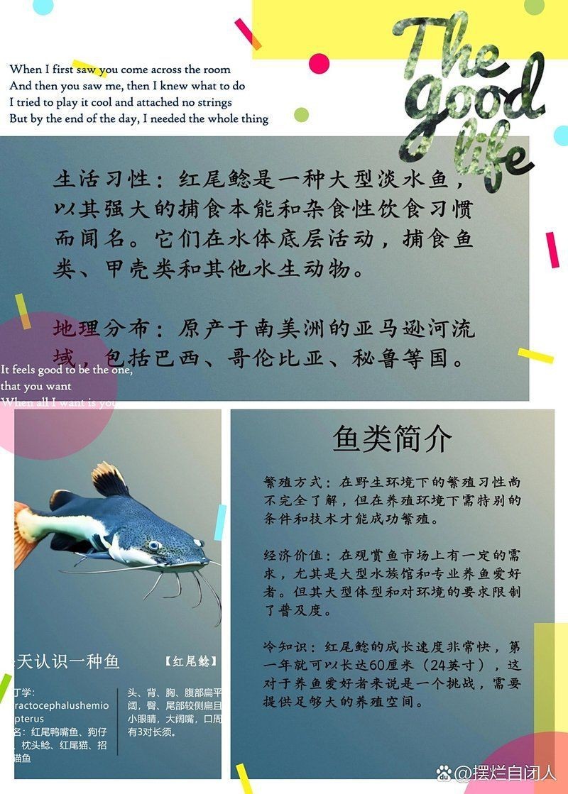 紅尾魚鯰魚狗仔鯨，紅尾護頭[需手動填充][需手動填充]紅尾護頭[需手動填充][需手動填充]紅尾護頭[需手動填充][需手動填充]紅尾護頭