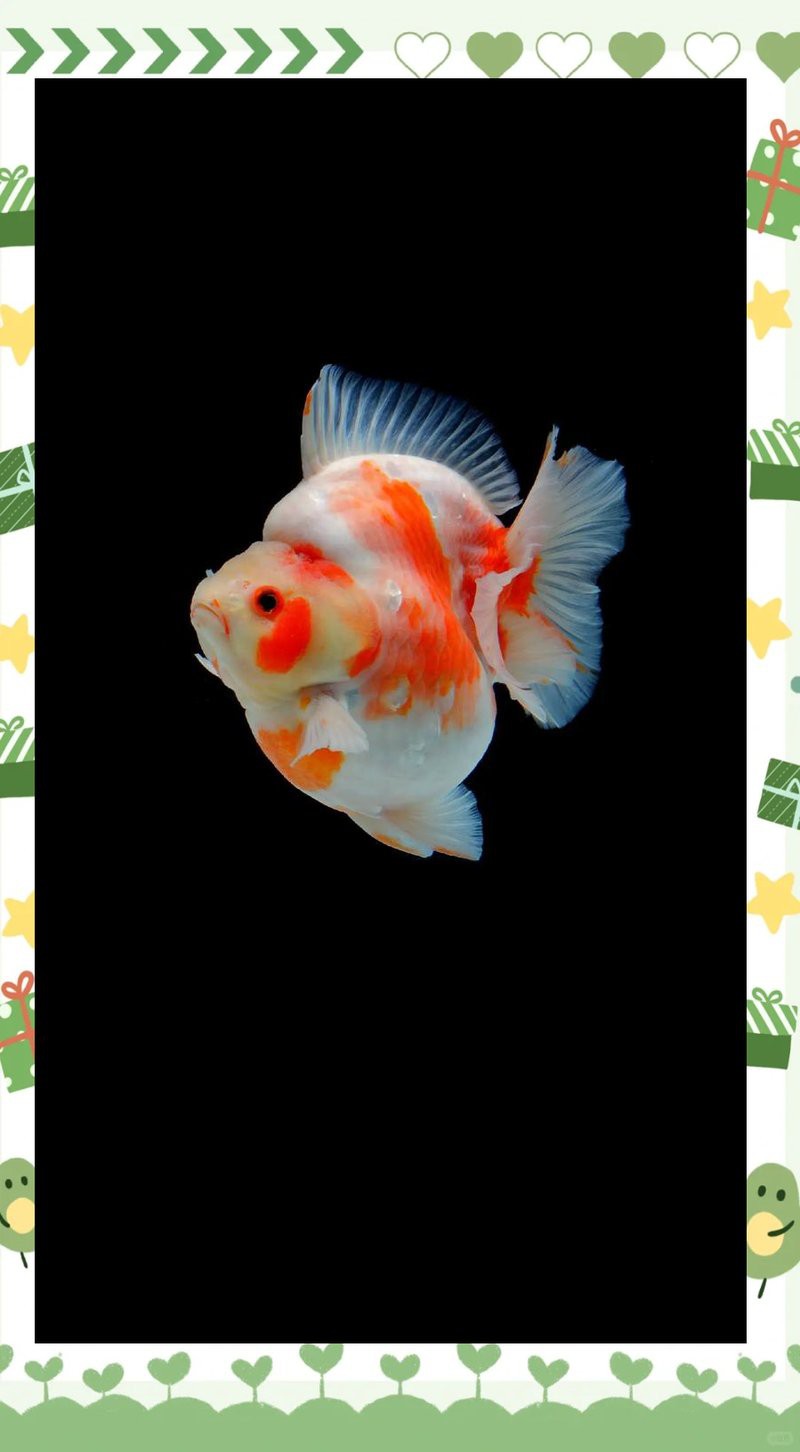 如何后期處理金龍魚攝影作品？，金龍魚攝影作品后期處理是提升視覺沖擊力與藝術表現力的關鍵環節