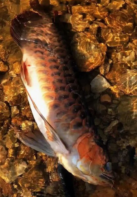 坤甸和西加里曼丹的紅龍特點是什么？，坤甸與西加里曼丹地區的紅龍魚具有顯著特征具有顯著特征