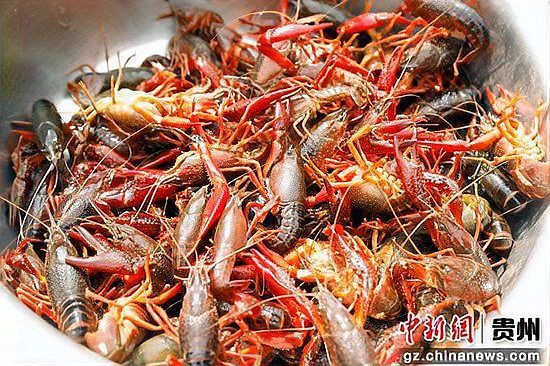 畢節龍魚店，畢節市鵬程水族館