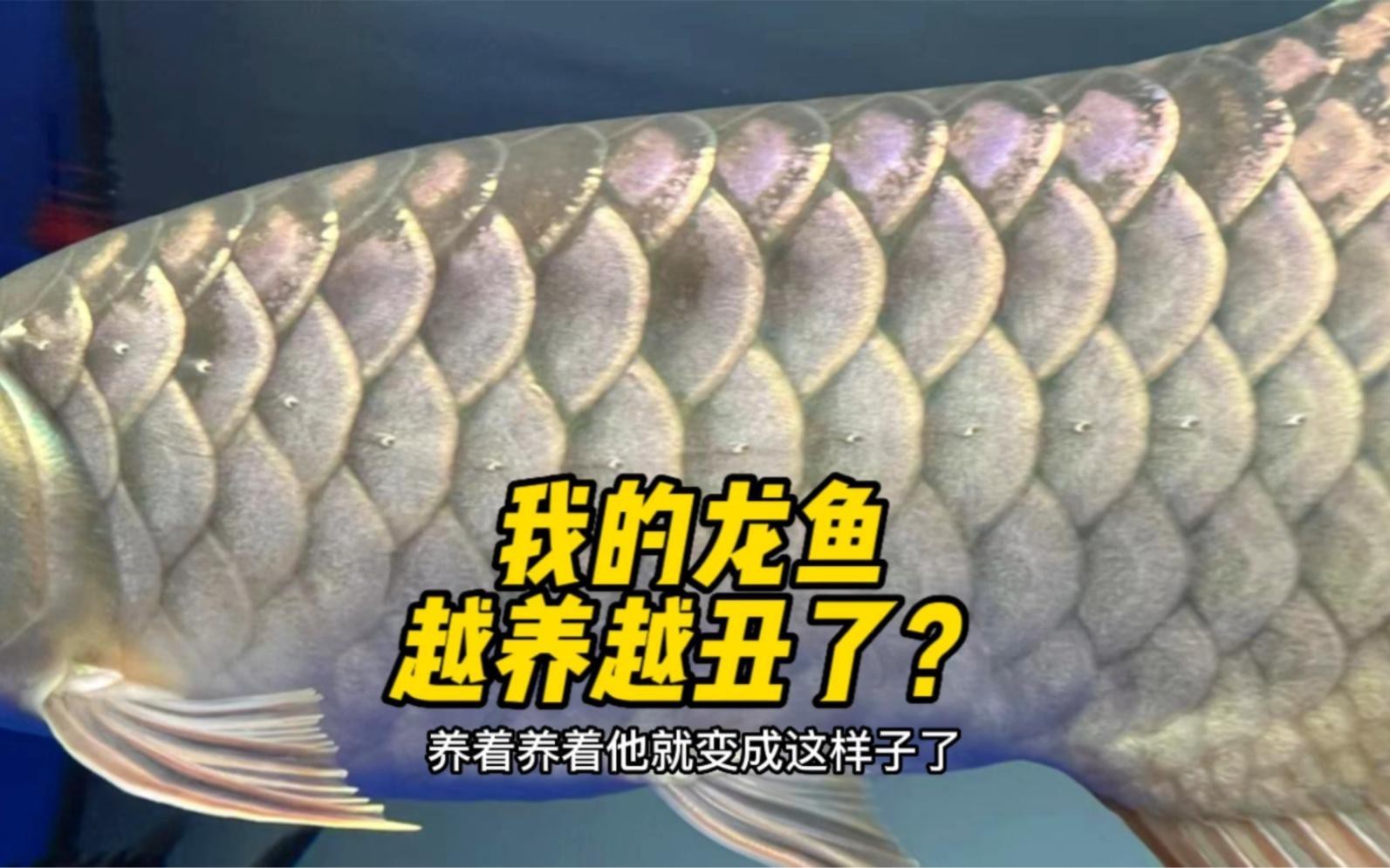 如何判斷龍魚是否處于反垢期？，《如何判斷龍魚是否處于反垢期》龍魚反垢期判定方法