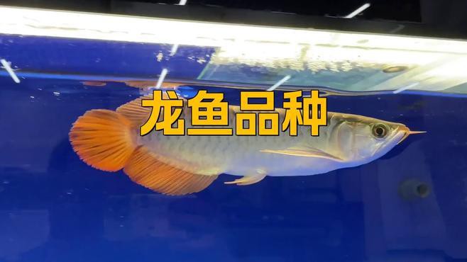 如何區(qū)分不同品種的龍魚苗？，如何區(qū)分不同品種的龍魚苗