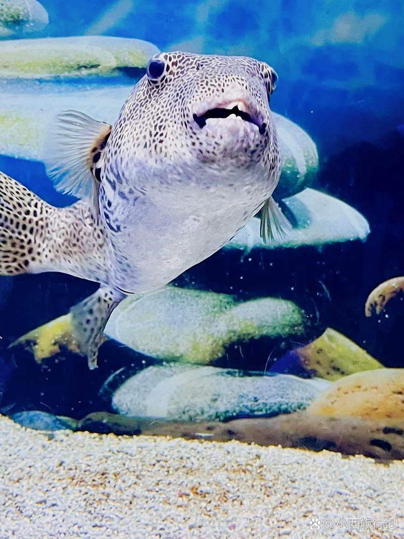 包頭水族店，包頭海洋世界怎么樣