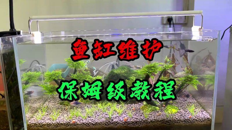 百色魚缸維護，百色地區魚缸的維護方案
