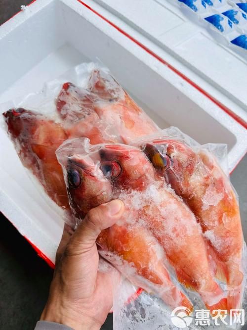 玫瑰斑魚圖片，斑點玫瑰魚